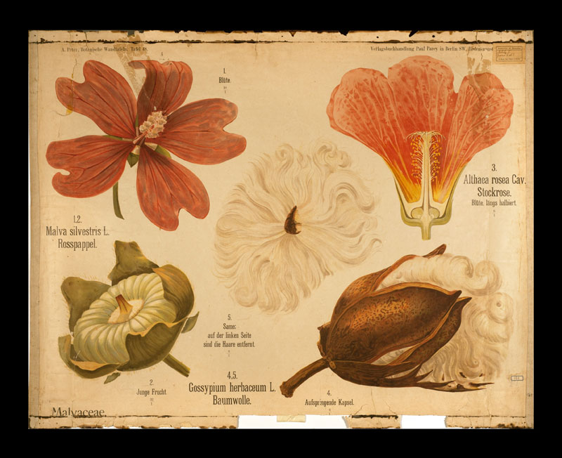 Tafel 48 Malvaceae